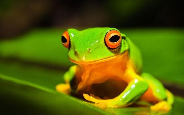 cute frog 05 hd picture