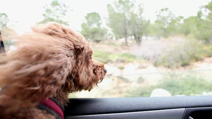 cute hairy dog having sight seeing from car