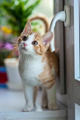 cute kitty picture modern closeup 