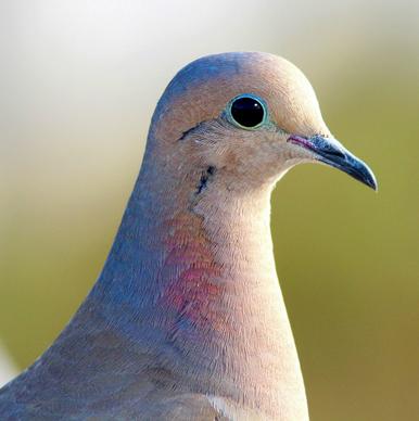 cute pigeon picture closeup face