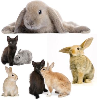 cute rabbit definition picture