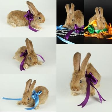cute rabbit with ribbons highdefinition picture