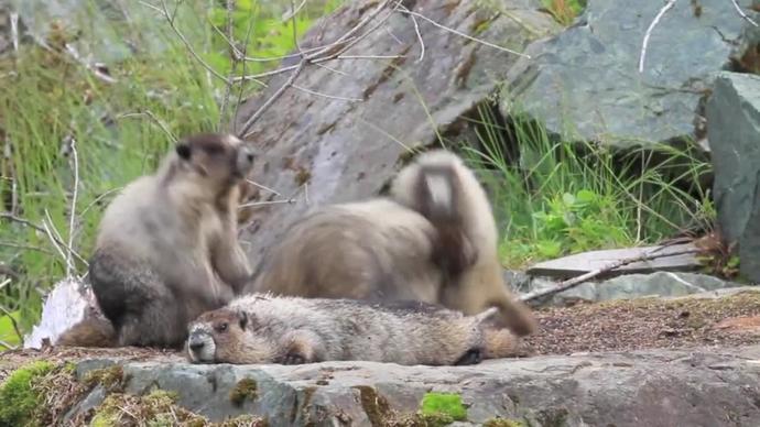 cute wild marmots playing in nature