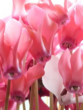 cyclamen flower pink