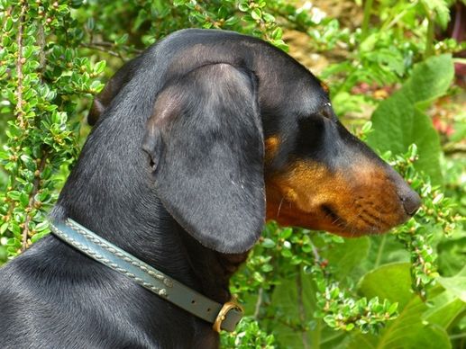 dachshund dog black