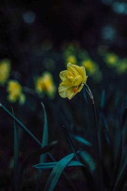 daffodil backdrop picture dark closeup