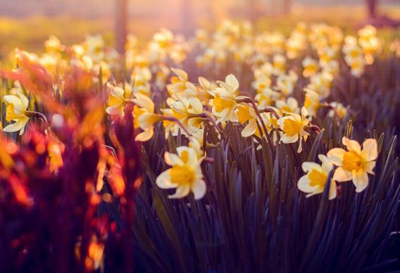 daffodil field picture contrast blurred closeup