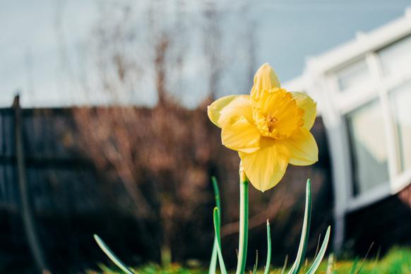 Daffodil flora picture elegant closeup