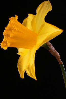 daffodil flower flora