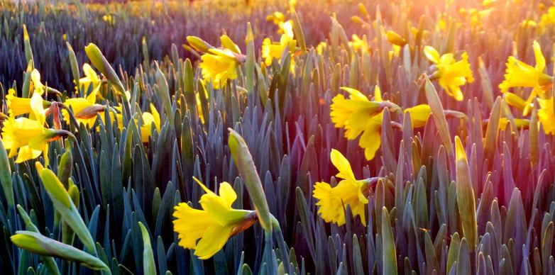 Daffodil garden scenery picture elegant blooming scene