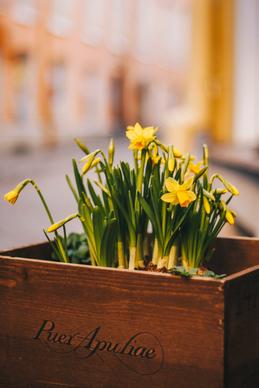 daffodil houseplant picture elegant closeup
