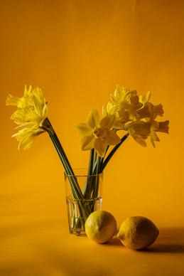 Daffodil houseplant picture elegant contrast