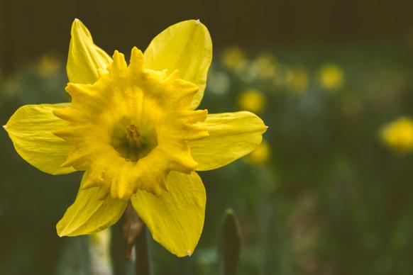 daffodil petal backdrop picture contrast closeup