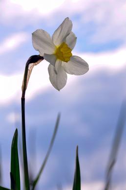 daffodil petal picture backdrop dark closeup