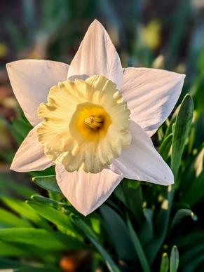daffodil petal picture elegant bright closeup