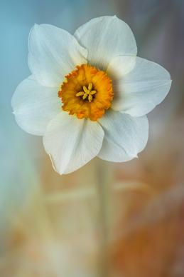 daffodil petal picture elegant closeup