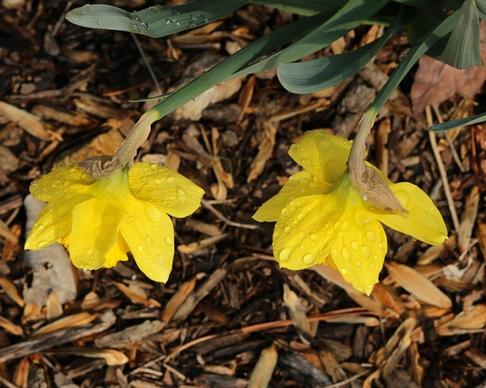 daffodils narcissus jonquil