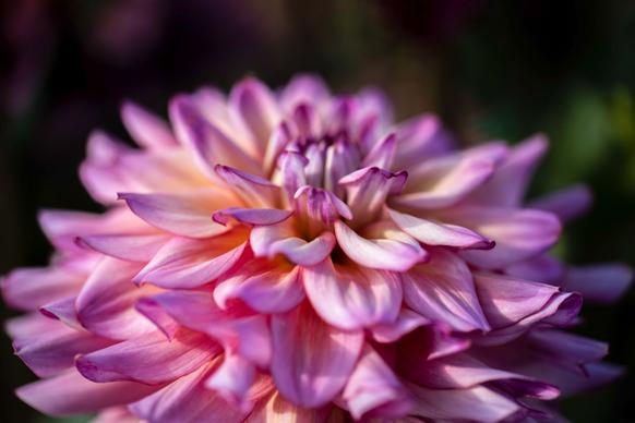 dahlia flower backdrop picture contrast closeup