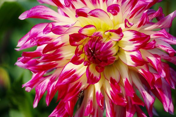 dahlia flower picture elegant closeup