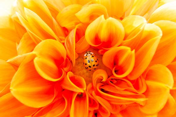 dahlia ladybug picture elegant closeup