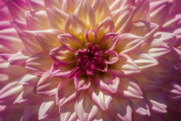 Dahlia petal picture elegant closeup blooming scene