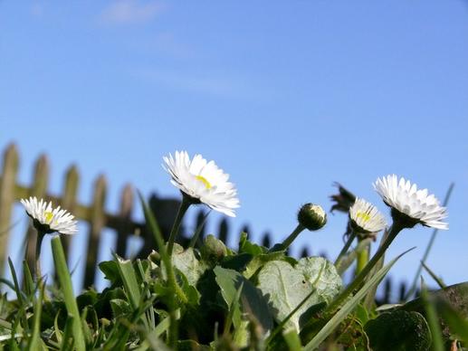 daisies in spring