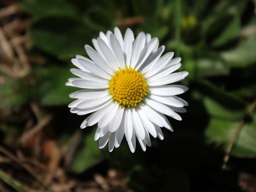daisy symmetry