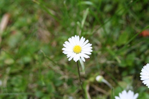 daisy white flower rush
