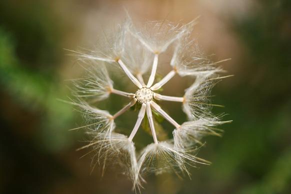 dandelion flower picture artistic shape