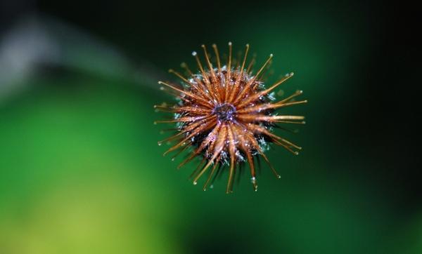 dandelion hawkbit flower