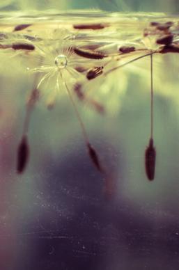 slim dandelion floating in water