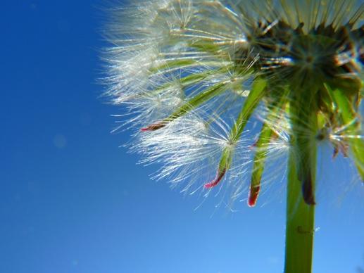 dandelion seeds plant