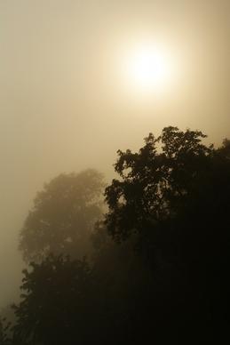 dark dawn fog foggy forest landscape light mist
