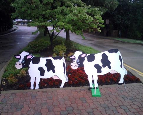 davids cows