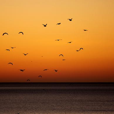 dawn with birds