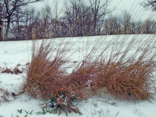 decorative grass in snow