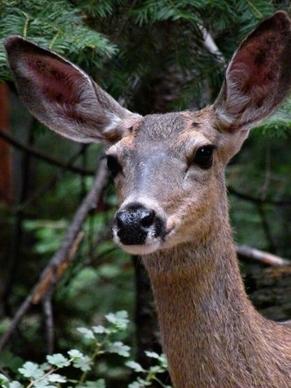 deer animal nature