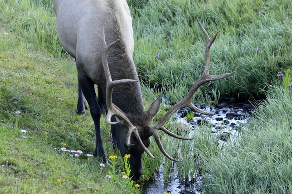 deer drinking water at rocky mountains national park colorado