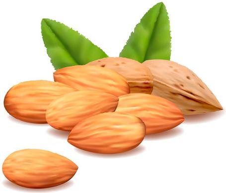 delicious almonds vector graphics