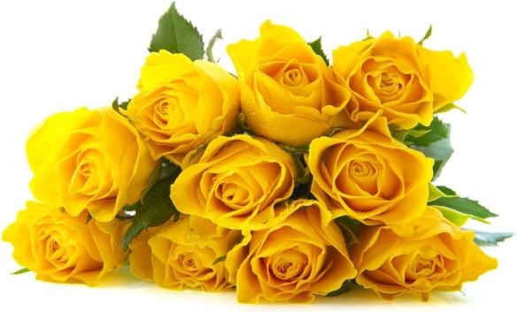 delicious yellow roses definition picture