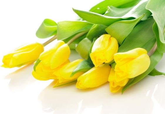 delicious yellow tulip 03 hd pictures