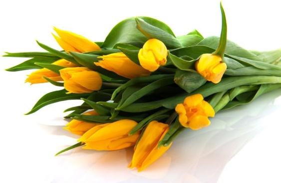 delicious yellow tulips hd picture