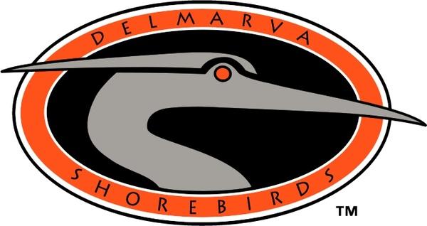delmarva shorebirds 0