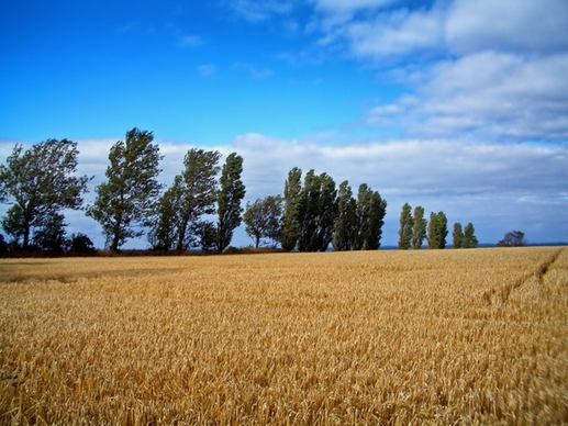 denmark wheat field