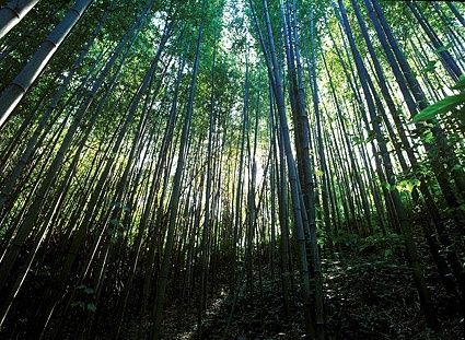 dense bamboo forest picture