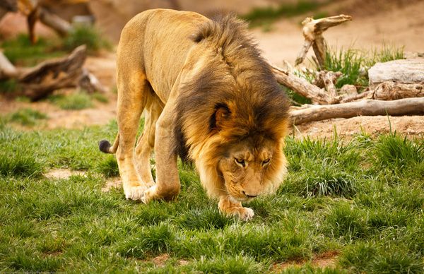 denver zoo mikes camera photo safari amp test drive lion