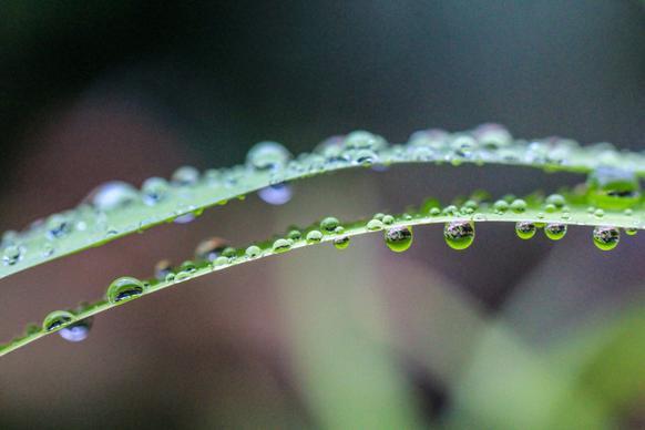 dew drops leaves picture elegant closeup 