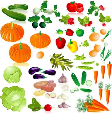 different fresh vegetables vector graphics