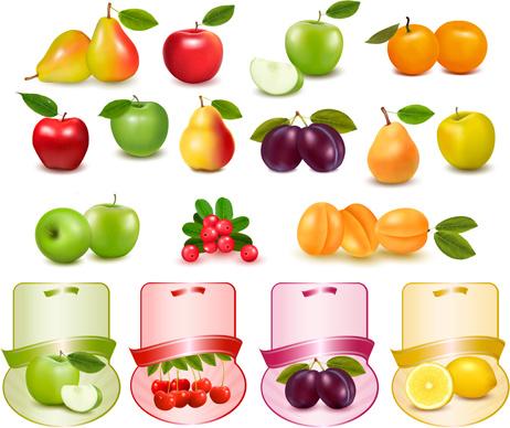 different fruits with labels vectors