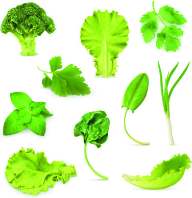 different green vegetables vector
